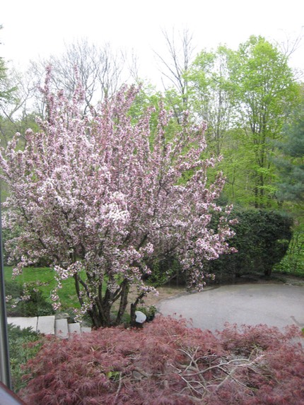 Crabapple blooming in new landscape